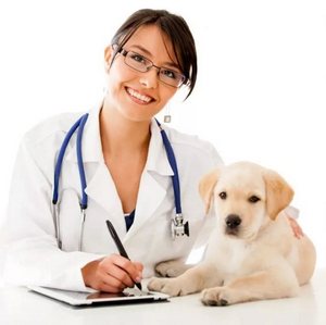 Ветеринарная справка (форма 1)