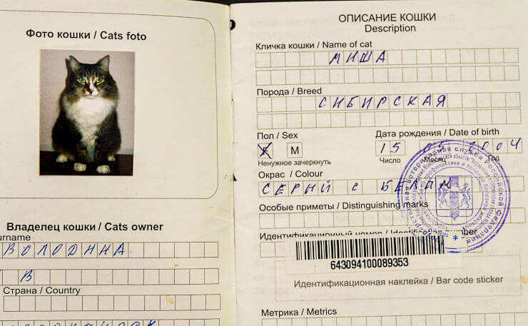 Образец ветпаспорта для кошки
